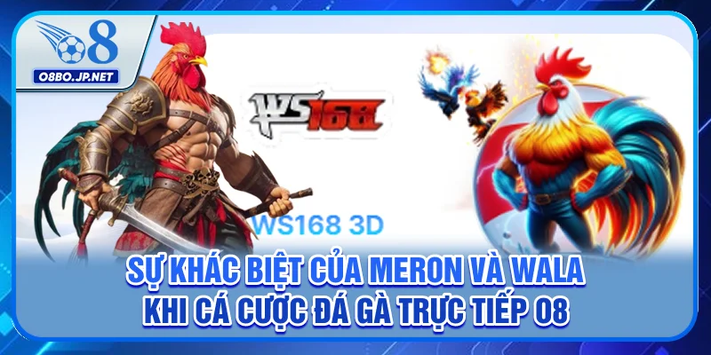 3 Thể Loại Cá Cược Đá Gà Trực Tiếp O8 Cực Kỳ Hút Khách 2 Sự khác biệt của Meron và Wala khi cá cược đá gà trực tiếp O8